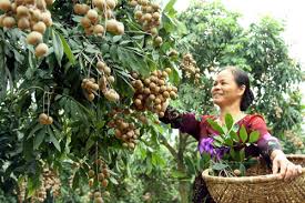 Vietnamese agricultural products take advantage of opportunities from EVFTA